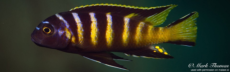 Maylandia melissa 'Chitende Cove'<br><font color=gray>Metriaclima melissa 'Chitende Cove'<br>Metriaclima sp. 'elongatus chailosi' Chitende Cove</font> 