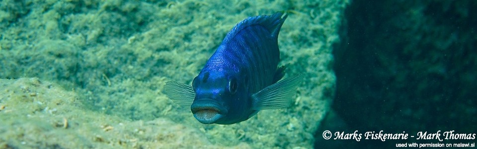 Maylandia midomo 'Ngkuyo Island'<br><font color=gray>Metriaclima midomo 'Ngkuyo Island'</font> 