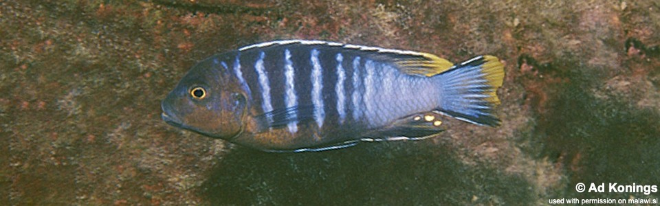 Maylandia nigrodorsalis 'Meponda'<br><font color=gray>Metriaclima nigrodorsalis 'Meponda'<br>Maylandia sp. 'black dorsal chiloelo' Meponda</font> 