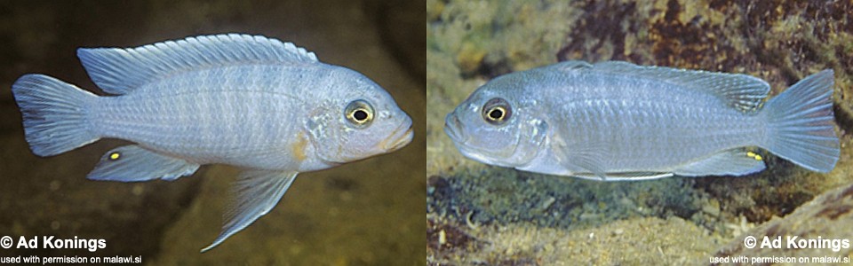 Maylandia nkhunguensis 'Minos Reef'<br><font color=gray>Metriaclima  nkhunguense 'Minos Reef'</font> 