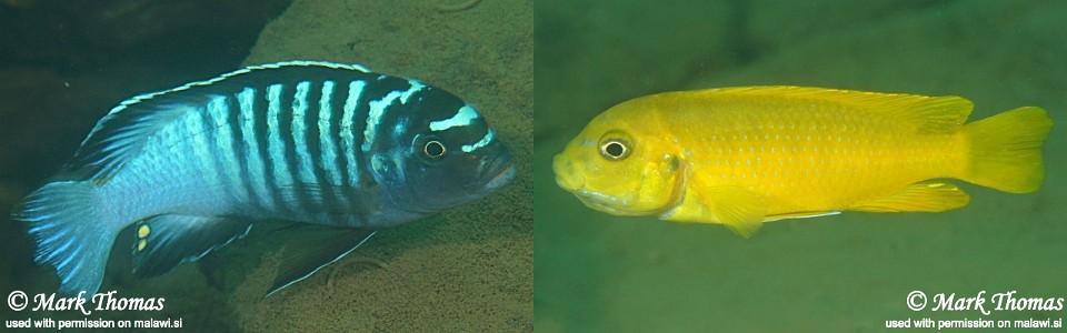 Maylandia phaeos 'Undu Reef'<br><font color=gray>Metriaclima  phaeos 'Undu Reef'</font> 