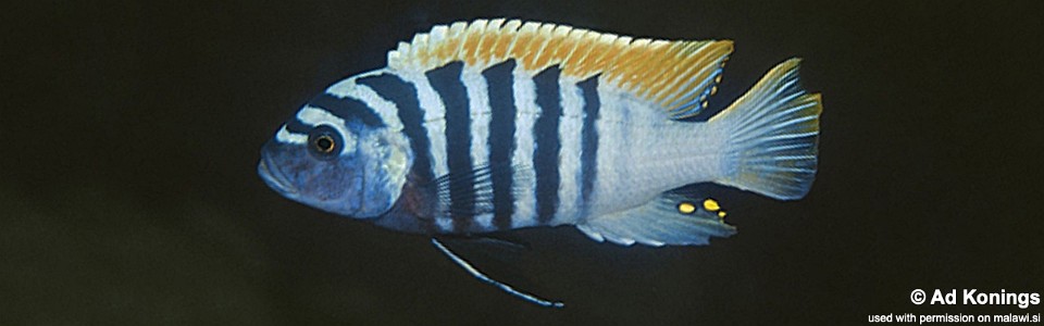 Maylandia pyrsonotos 'Chimwalani Reef'<br><font color=gray>Metriaclima pyrsonotos 'Chimwalani Reef'</font> 