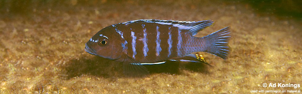 Maylandia sp. 'aggressive bars' Taiwanee Reef<br><font color=gray>Metriaclima sp. 'aggressive bars' Taiwanee Reef</font> 