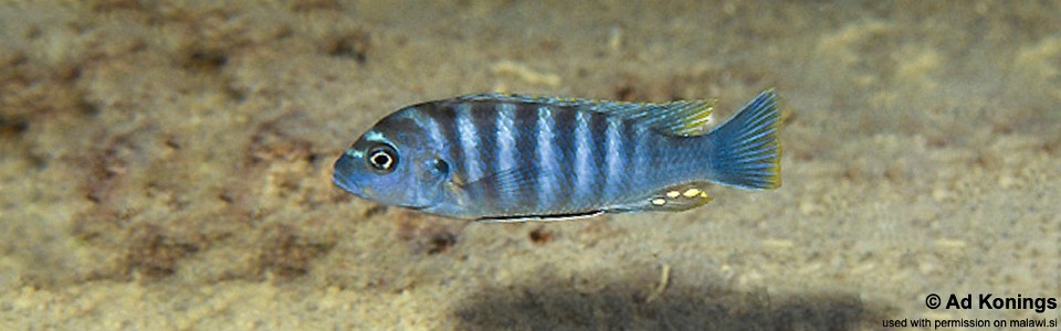 Maylandia sp. 'dumpy tanzania' Manda<br><font color=gray>Metriaclima sp. 'dumpy tanzania' Manda</font> 