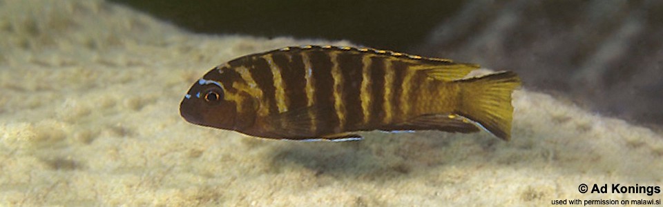 Maylandia sp. 'elongatus goldbar' Likoma Island<br><font color=gray>Metriaclima sp. 'elongatus goldbar' Likoma Island</font> 