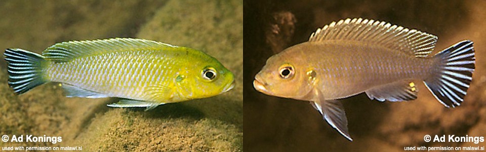 Maylandia sp. 'lime jalo' Jalo Reef<br><font color=gray>Metriaclima sp. 'lime jalo' Jalo Reef</font> 