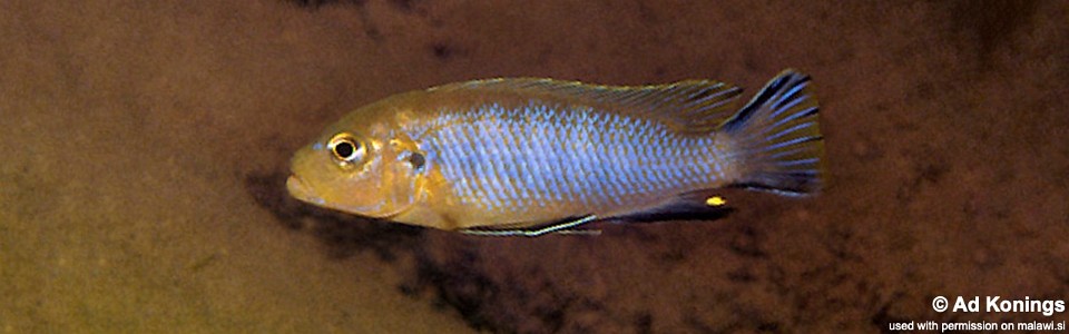 Maylandia sp. 'lime nkhomo' Nkhomo Reef<br><font color=gray>Metriaclima sp. 'lime nkhomo' Nkhomo Reef</font> 