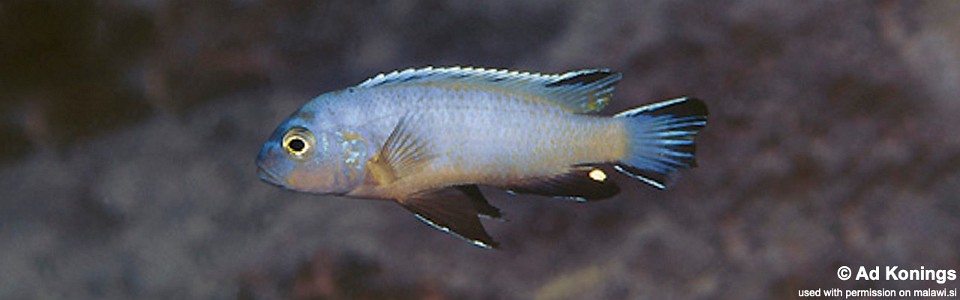 Maylandia sp. 'lime' Mbamba Islands<br><font color=gray>Metriaclima sp. 'lime' Mbamba Islands</font> 