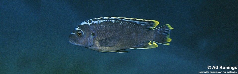 Maylandia sp. 'msobo' Pombo Rocks<br><font color=gray>Metriaclima  sp. 'msobo' Pombo Rocks</font> 