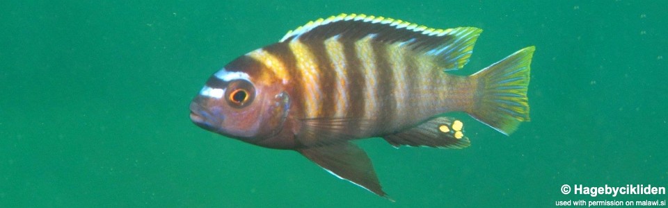 Maylandia sp. 'patricki' Jalo Reef<br><font color=gray>Metriaclima  sp. 'patricki' Jalo Reef</font> 