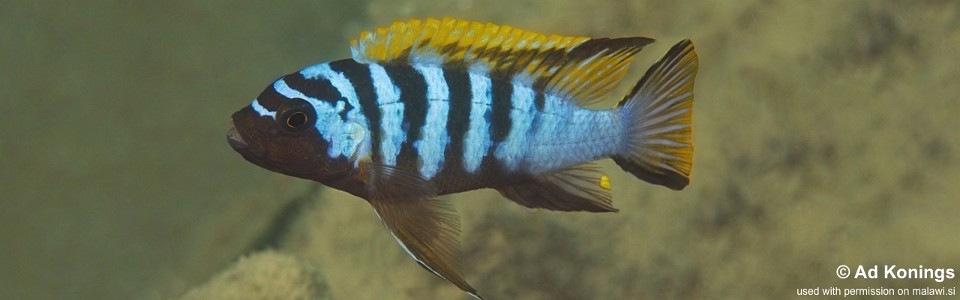 Maylandia sp. 'red top gallireya' Gallireya Reef<br><font color=gray>Metriaclima sp. 'red top gallireya' Gallireya Reef</font> 