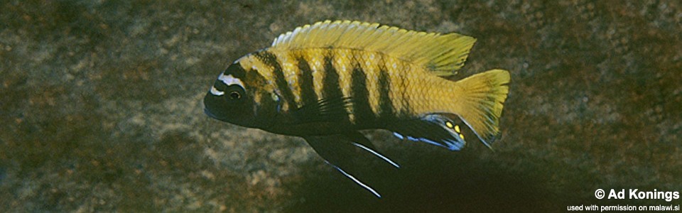 Maylandia sp. 'zebra gold' Charo<br><font color=gray>Metriaclima sp. 'zebra gold' Charo</font> 