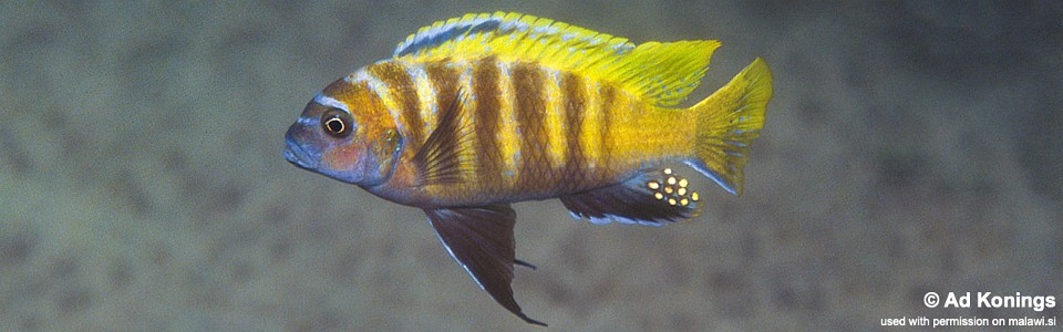 Maylandia sp. 'zebra gold' Ruarwe<br><font color=gray>Metriaclima sp. 'zebra gold' Ruarwe</font> 