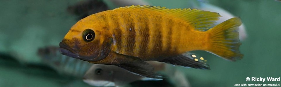 Maylandia sp. 'zebra gold' Sanga<br><font color=gray>Metriaclima sp. 'zebra gold' Sanga</font> 