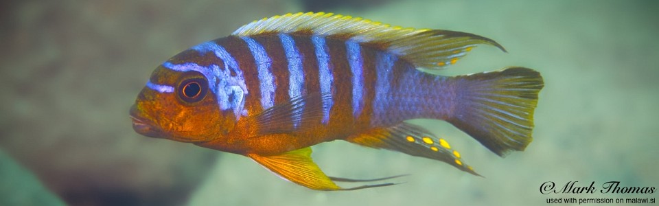 Maylandia sp. 'zebra long pelvic' Chewere<br><font color=gray>Metriaclima sp. 'zebra long pelvic' Chewere</font> 