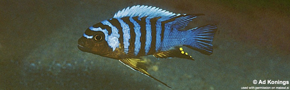 Maylandia sp. 'zebra long pelvic' Mdoka<br><font color=gray>Metriaclima sp. 'zebra long pelvic' Mdoka</font> 