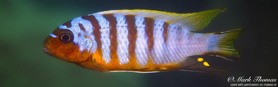 Maylandia sp. 'zebra long pelvic' Mdowa<br><font color=gray>Metriaclima sp. 'zebra long pelvic' Mdo</font> 