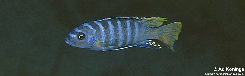 Maylandia sp. 'zebra yellow tail' Lupingu<br><font color=gray>Metriaclima sp. 'zebra yellow tail' Lupingu</font> 