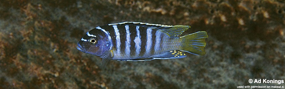 Maylandia sp. 'zebra yellow tail' Magunga<br><font color=gray>Metriaclima sp. 'zebra yellow tail' Magunga</font> 