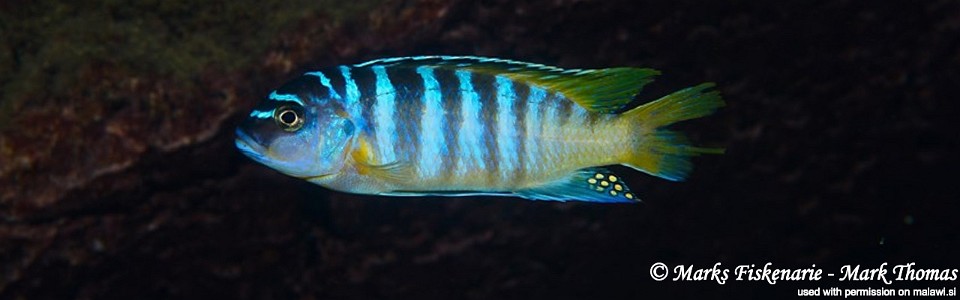 Maylandia sp. 'zebra yellow tail' Ngwasi<br><font color=gray>Metriaclima sp. 'zebra yellow tail' Ngwasi</font> 