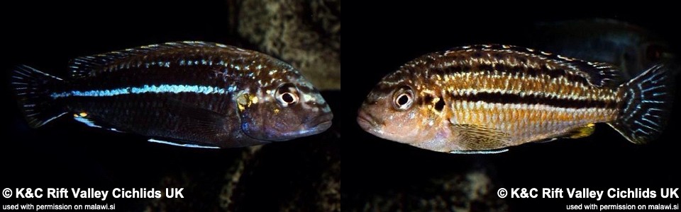 Melanochromis dialeptos (unknown locality)