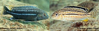 Melanochromis dialeptos