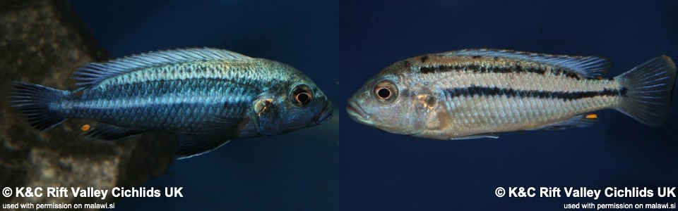 Melanochromis heterochromis (unknown locality)