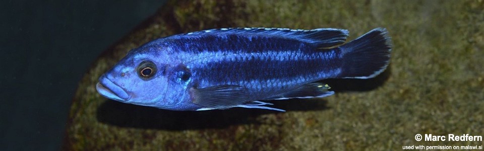 Melanochromis kaskazini 'Kirondo'