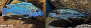 Melanochromis lepidiadaptes