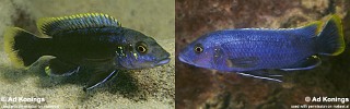 Melanochromis mpoto