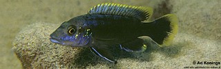 Melanochromis mpoto 'Katale Island'.jpg