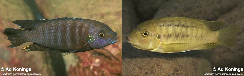 Petrotilapia chrysos 'Chinyamwezi Island'