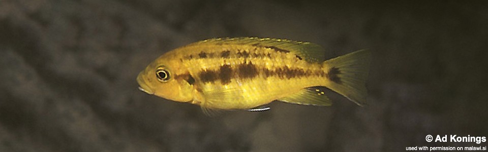 Petrotilapia chrysos 'Meponda'