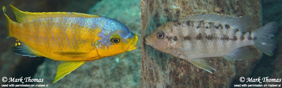 Petrotilapia flaviventris 'Chiwi Rock'