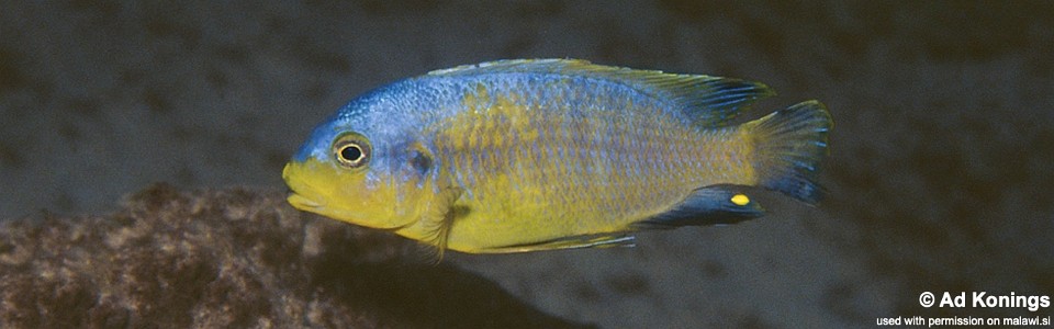 Petrotilapia flaviventris 'Chizumulu Island'