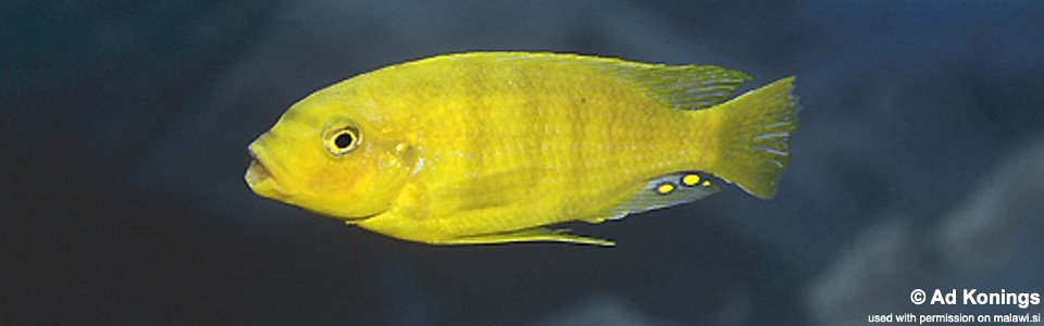 Petrotilapia flaviventris 'Lumbaulo'