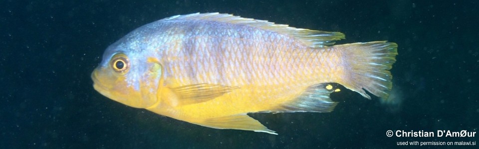 Petrotilapia flaviventris 'Mbamba Islands'