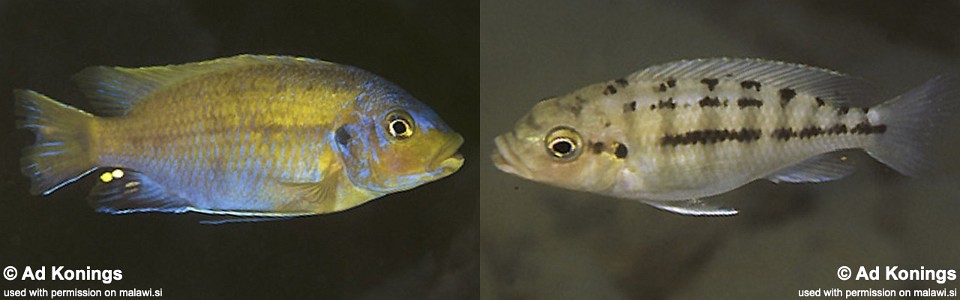 Petrotilapia flaviventris 'Undu Reef'