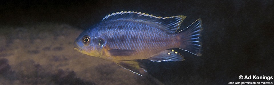 Petrotilapia genalutea 'Luwala Reef'