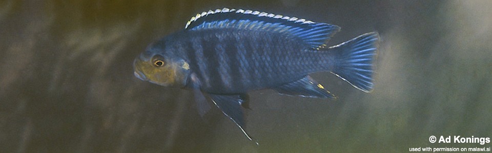 Petrotilapia genalutea 'Makanjila Rocks'