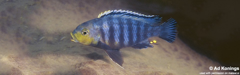 Petrotilapia genalutea 'Makokola'