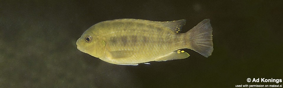 Petrotilapia microgalana 'Chitande Island'