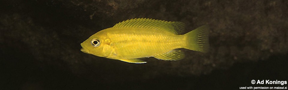 Petrotilapia microgalana 'Kawanga'