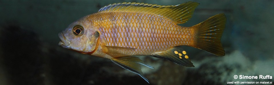 Petrotilapia microgalana 'Luwino Reef'