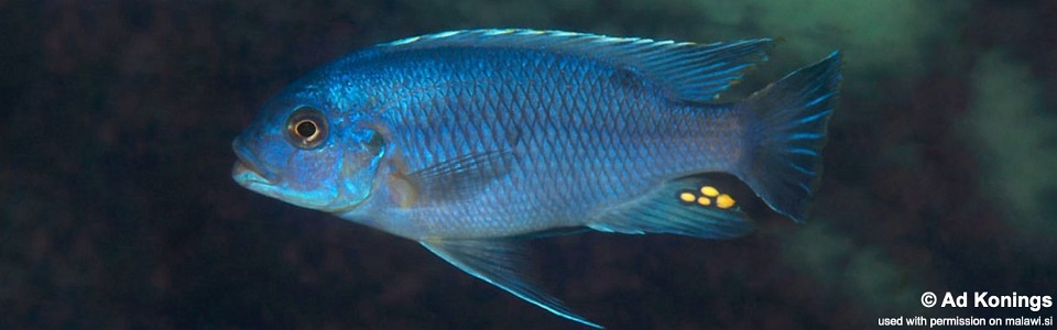 Petrotilapia microgalana 'Mdoka'