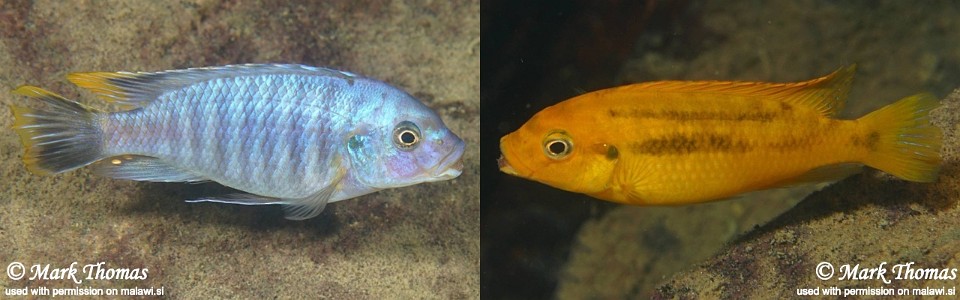 Petrotilapia microgalana 'Nkhata Bay'