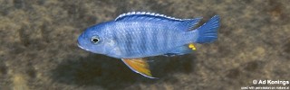 Petrotilapia pyroscelos 'Chizumulu Island'.jpg