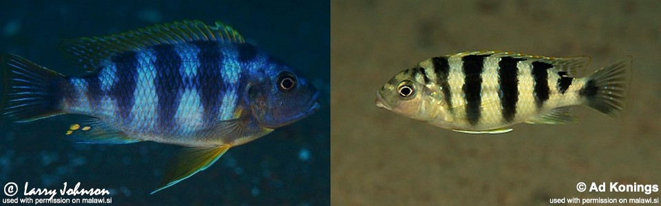 Petrotilapia sp. 'chitimba' Chitimba Bay