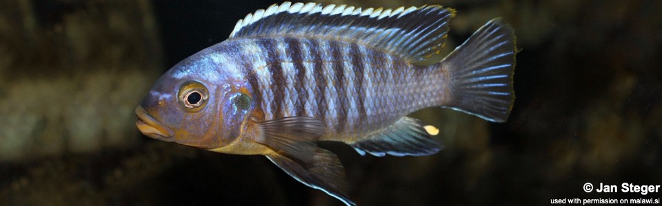 Petrotilapia sp. 'likoma barred' Likoma Island