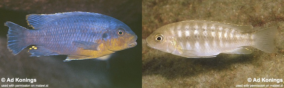 Petrotilapia sp. 'likoma variable' Masimbwe Island